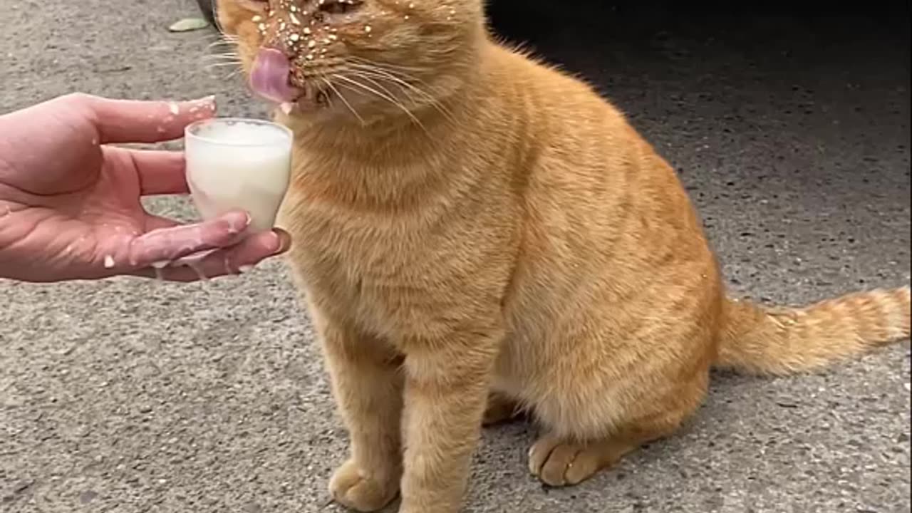 Funny Cats eating Compilation