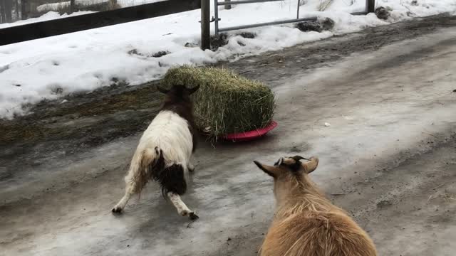 Oreo The Goat Slides Down Driveway