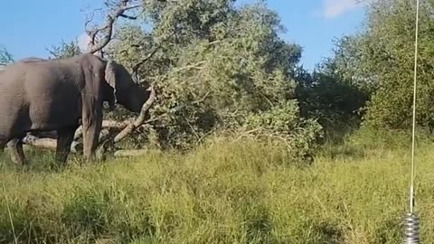 Industrial landscaping 🌳🐘