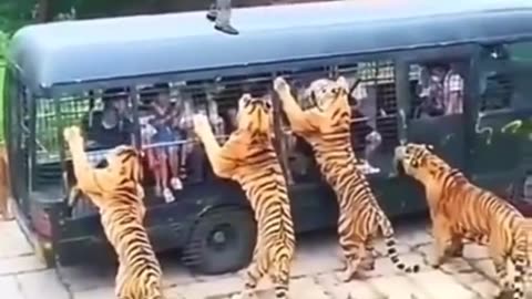 Tiger Dangerous Wild Animals - tiger vs humen - Wild Adventure