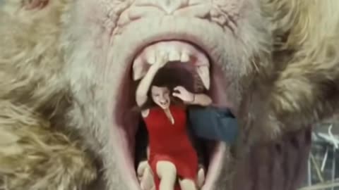 Animal funny video