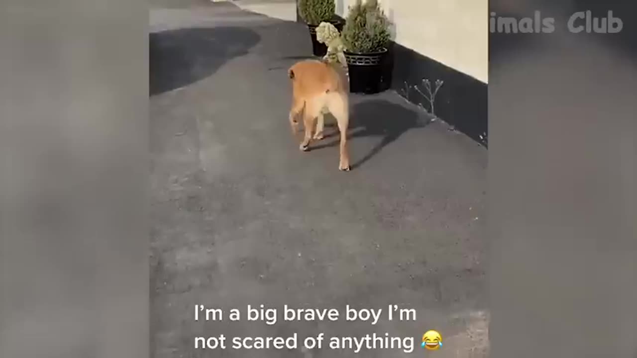 Funny Animal Videos 2023