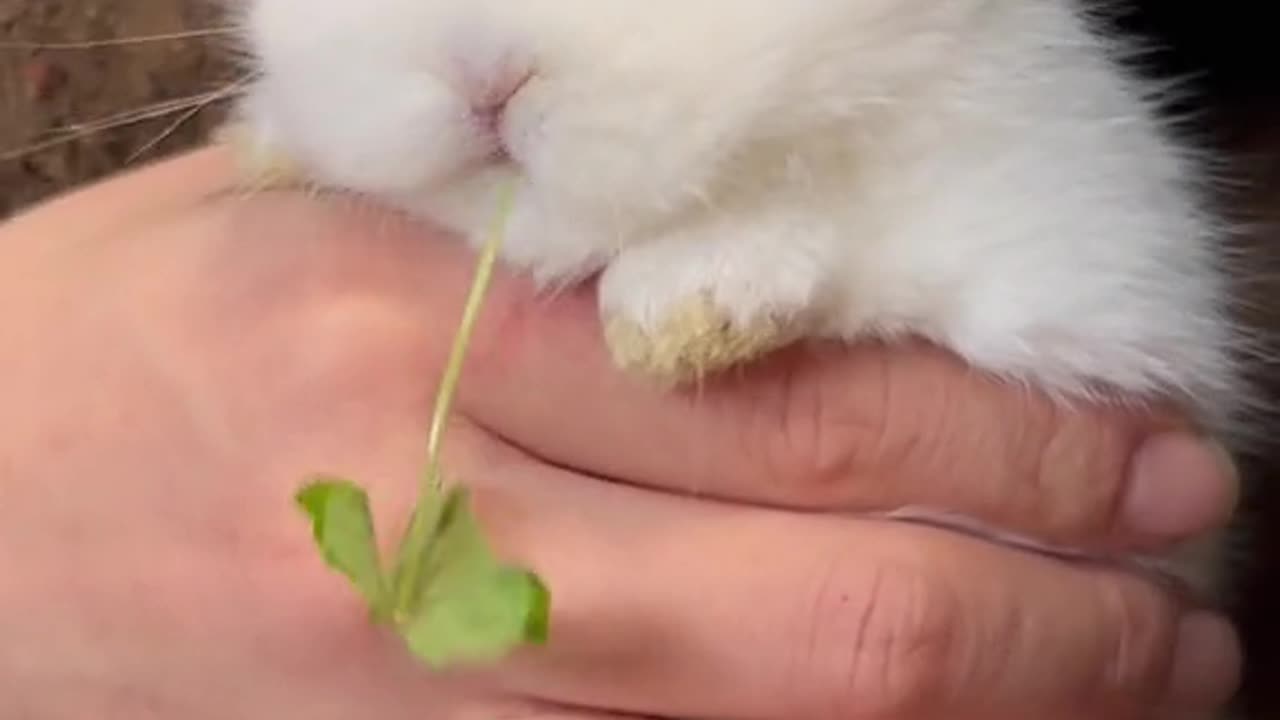 Baby Rabbit Lovely Moment