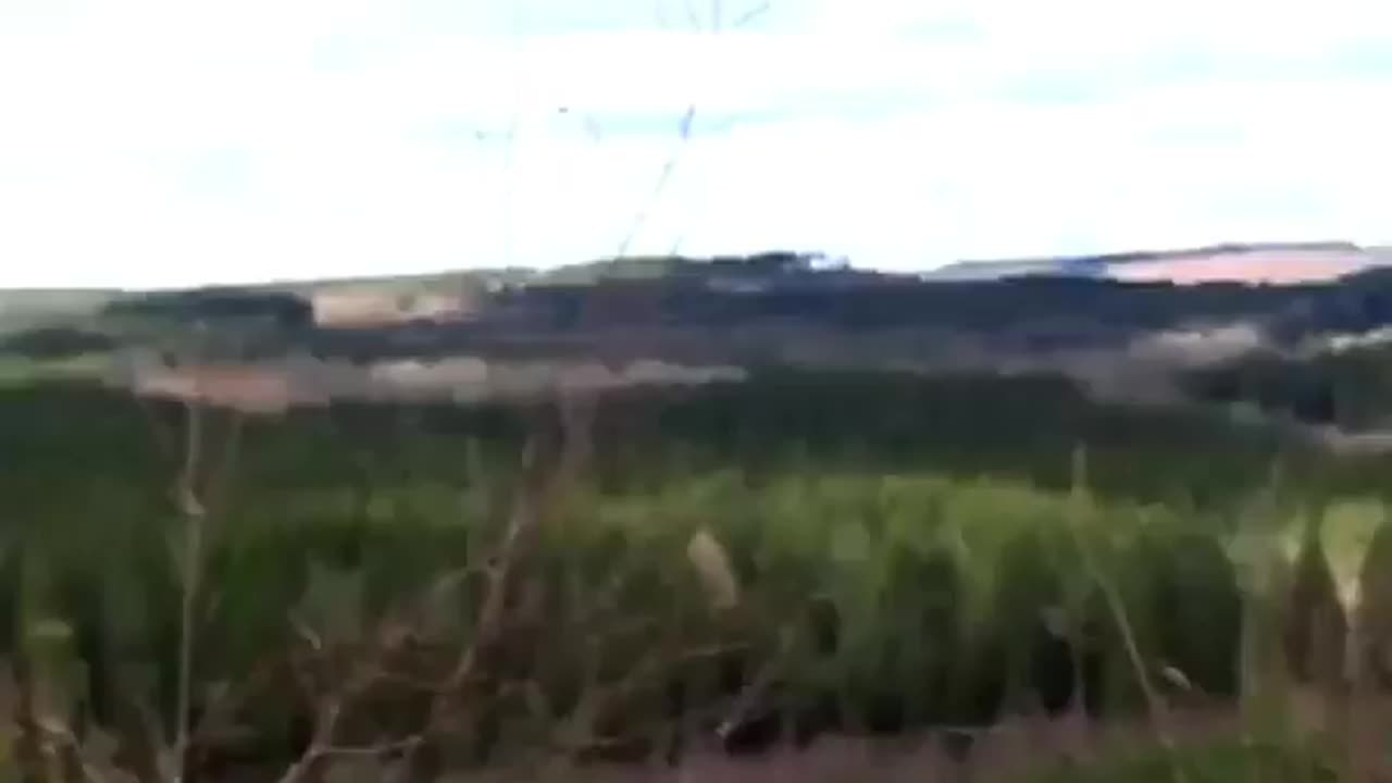Wildlife