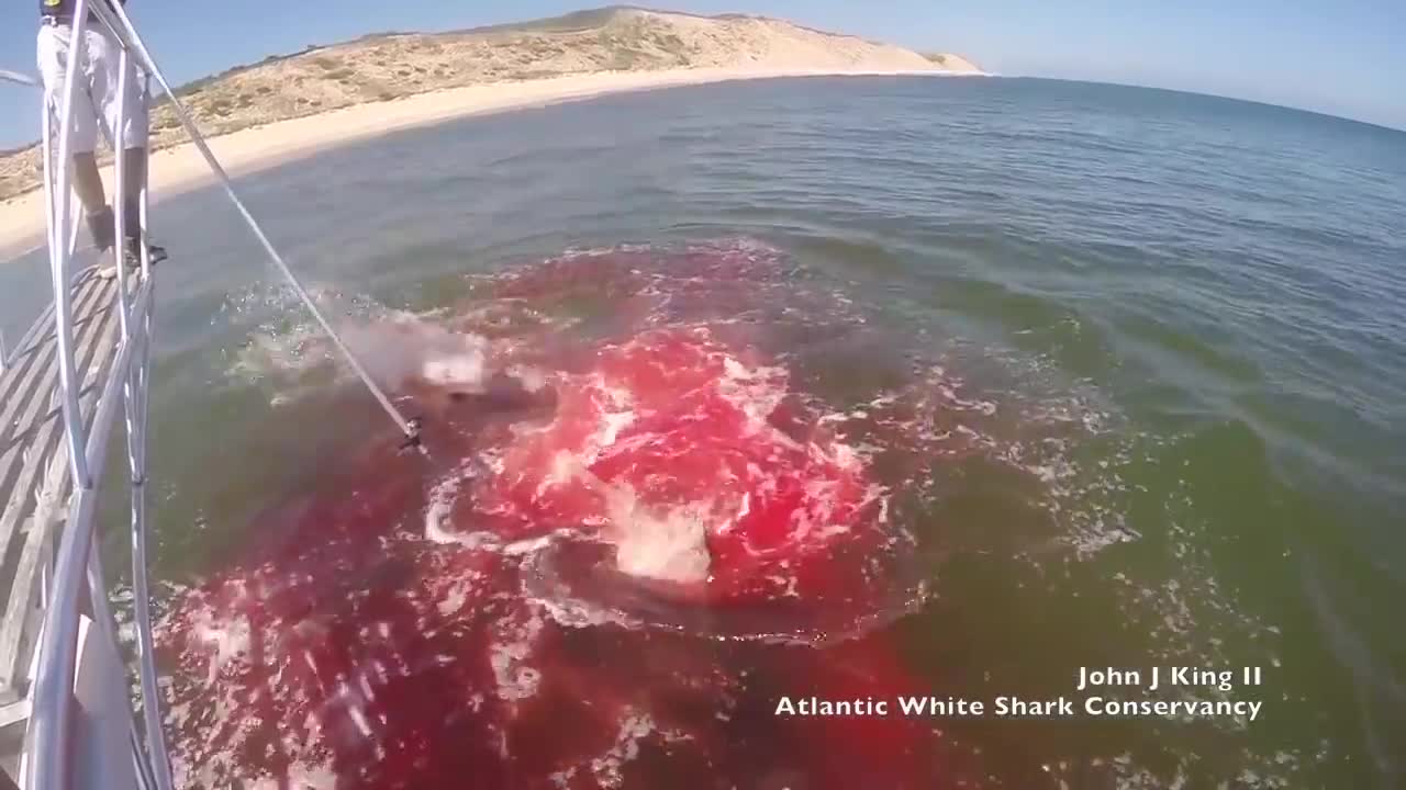 Shark eats seal right in front of Atlantic White Shark Conservancy research team