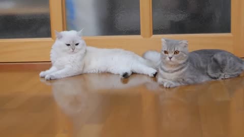 Funny cat videos. Funny animal videos