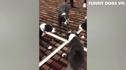 😍 Funniest Dogs And Cats 🐱🐶 #26