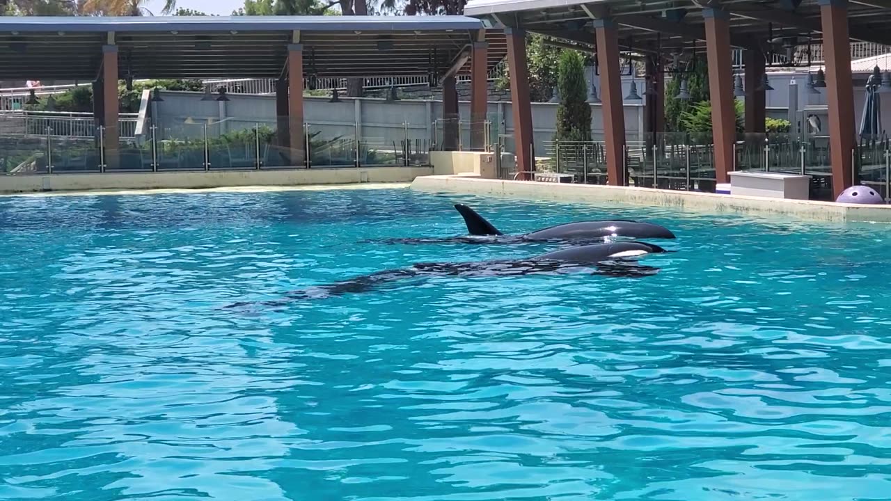 Orcas chilling (#seaworld #sandiego)