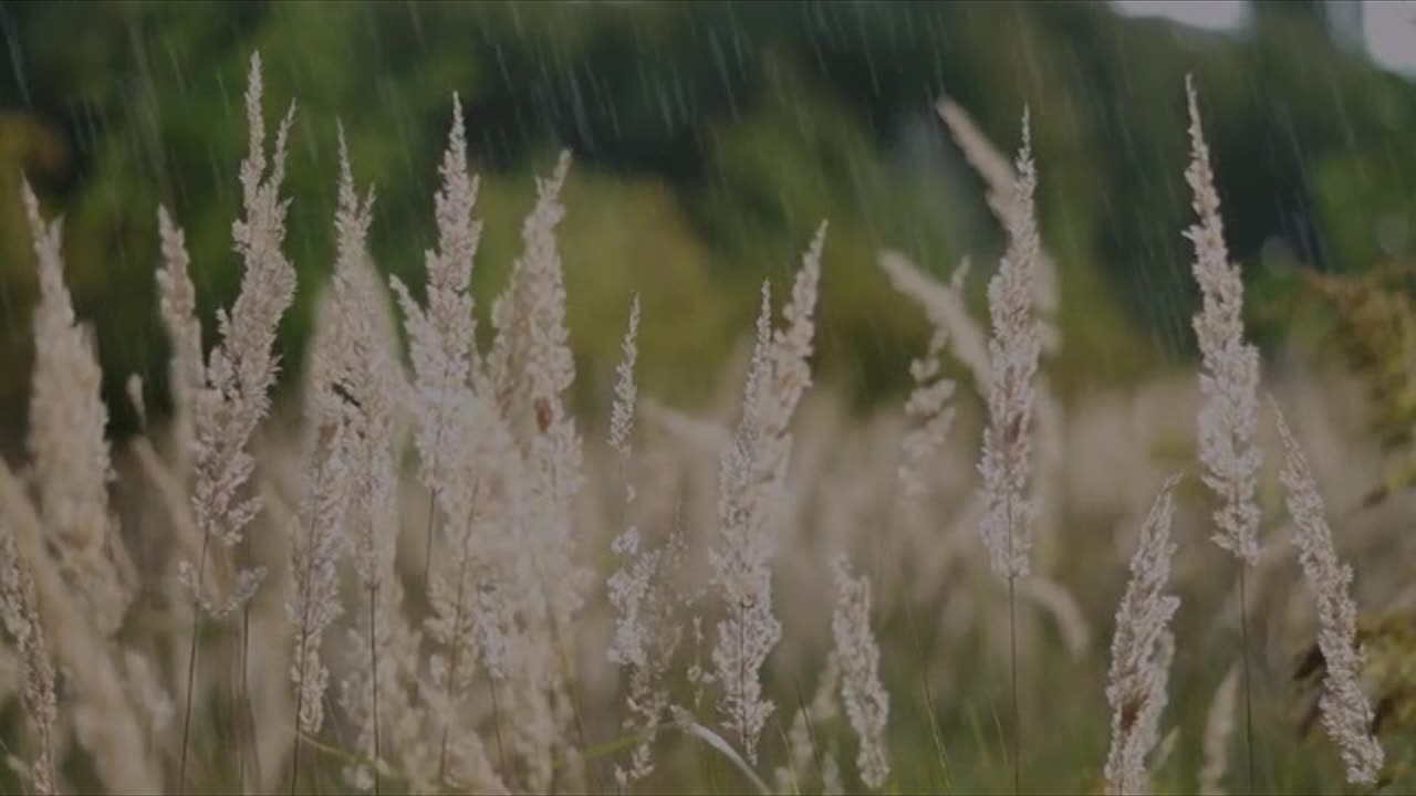 Relaxing Rain Video and Sounds