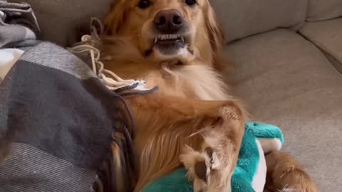 My dog kicked me out of his sleepover! #dog #memeland