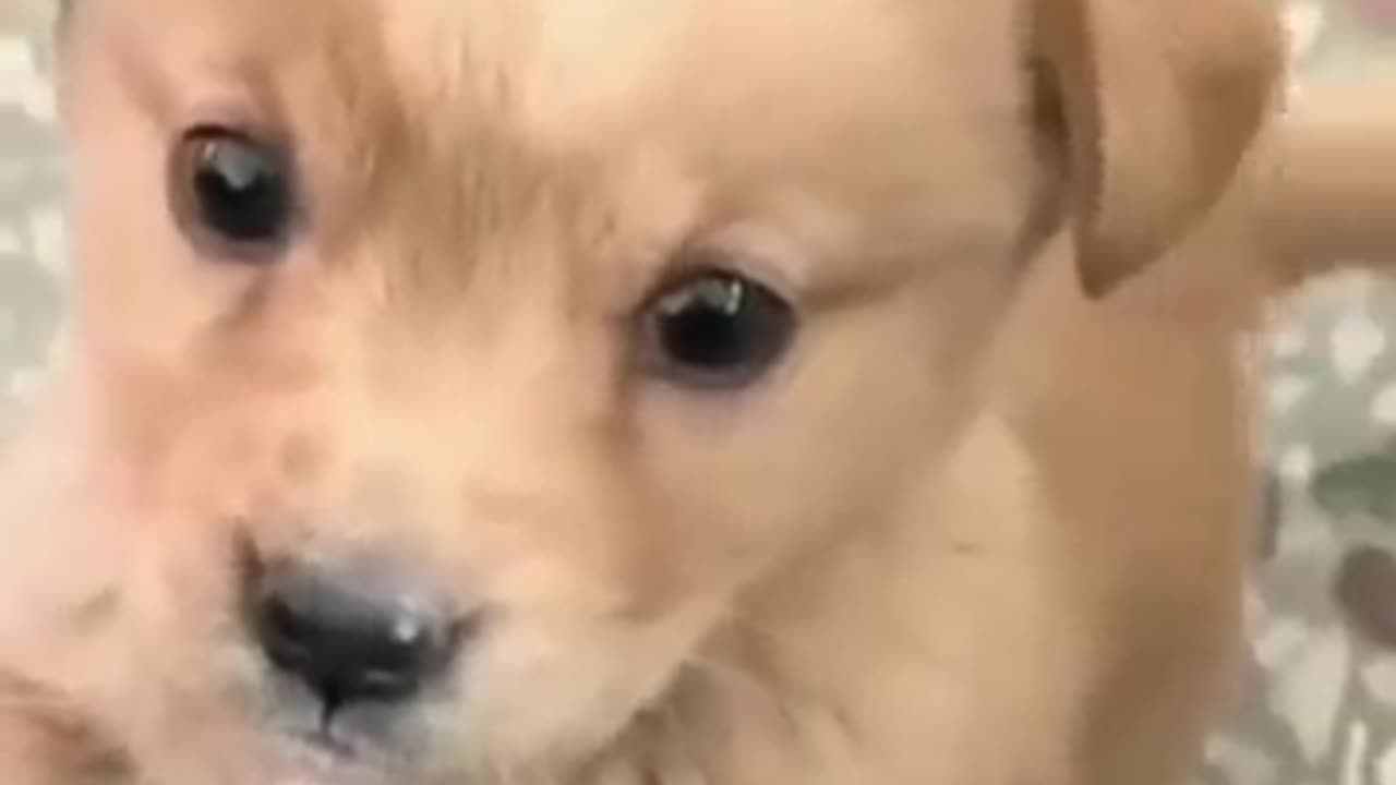 An hungry puppy