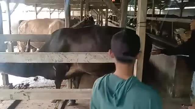 Cow monster