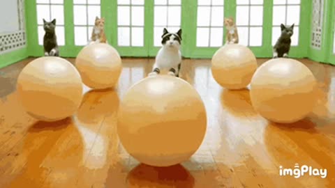 Cute Cat Gif