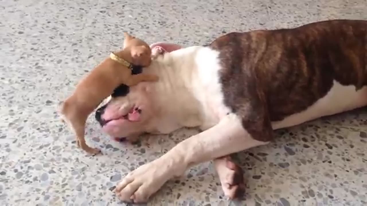 Tiny chihuahua puppy adorably teases sleepy American bulldog