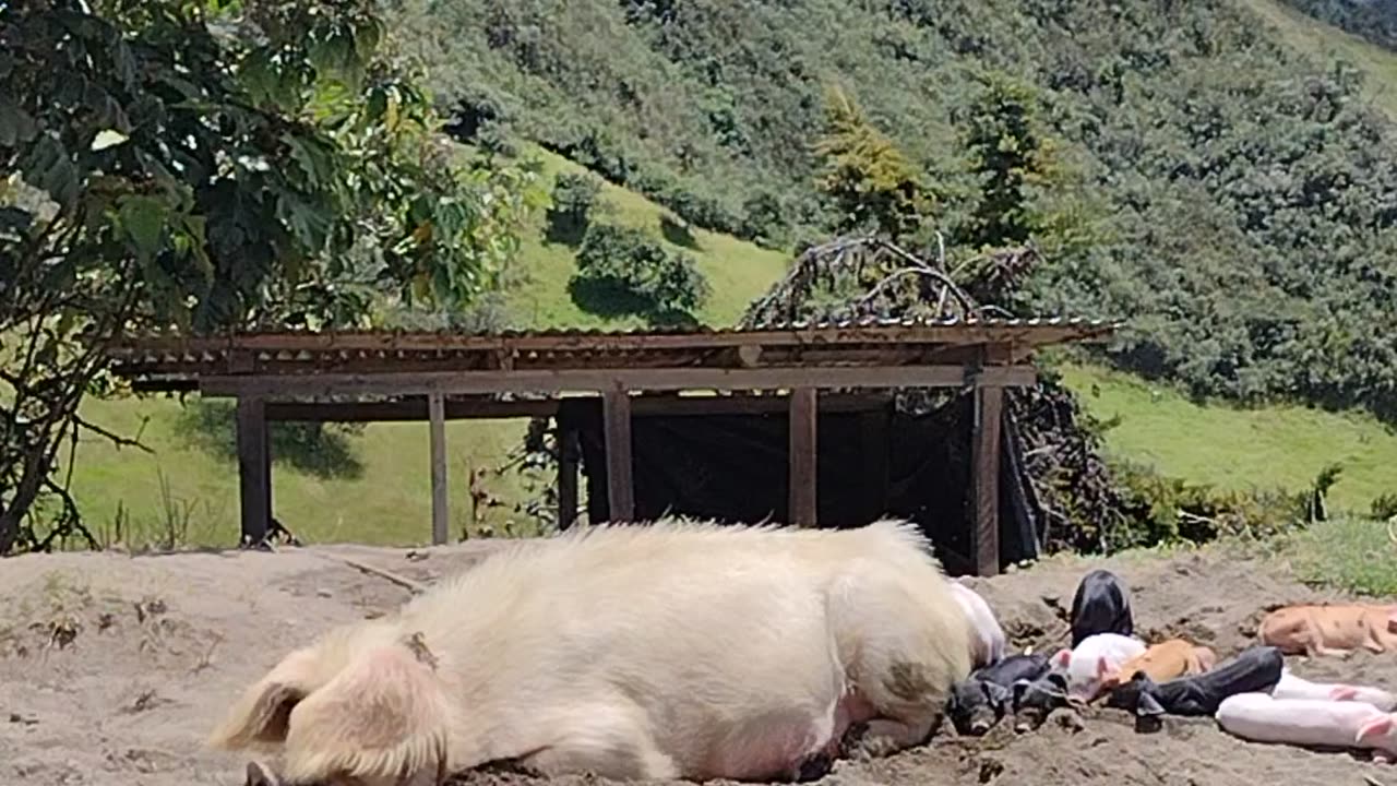 Mama Pig With her Piglets (Azuay Cuenca)