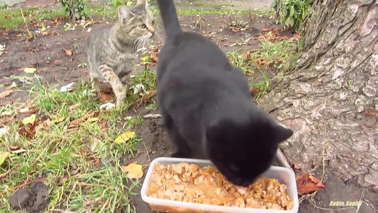 Black cat meows under a tree