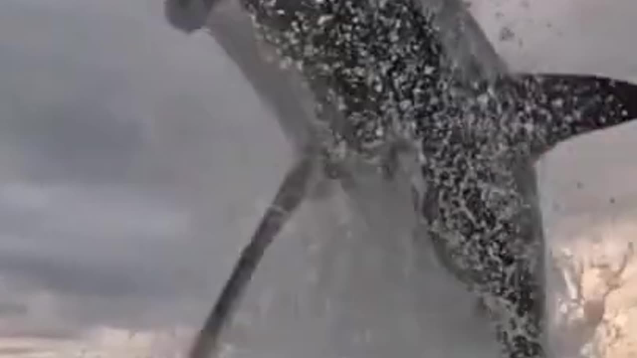 blue whale jump #shorts