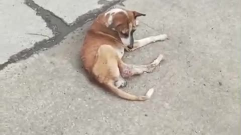 Injured Dog on Road #rescuedandloved #doglover #cat