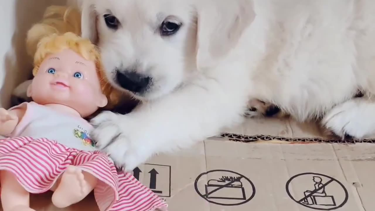 Golden Retriever playing with Baby Doll