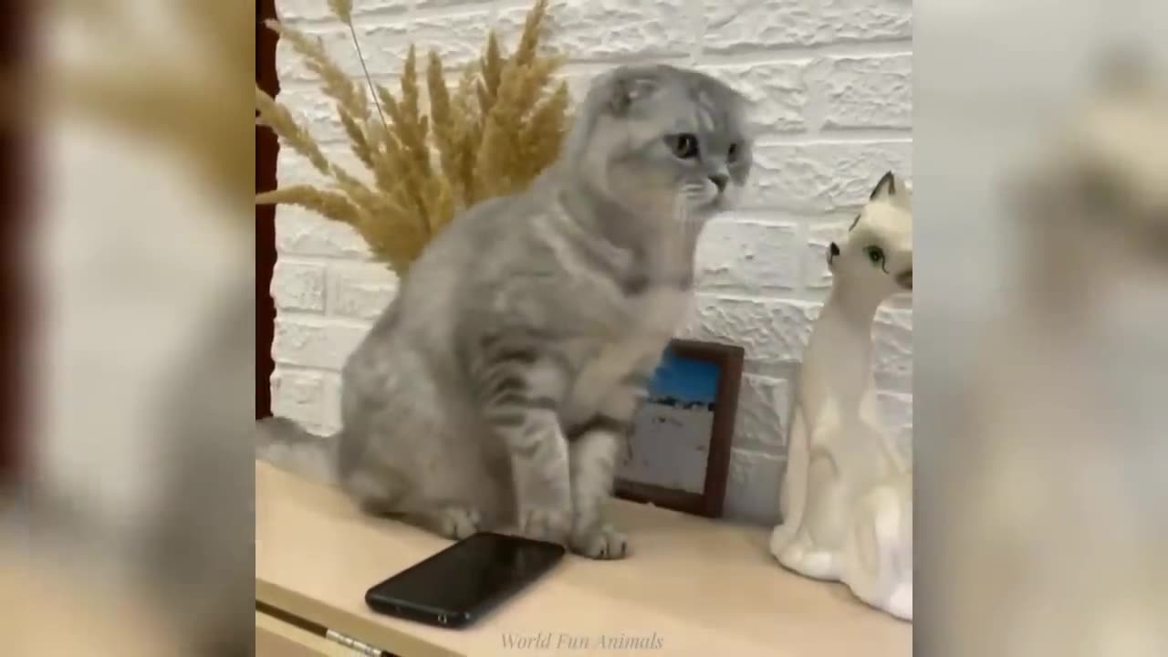 Funny Animals videos # Cats And Dogs