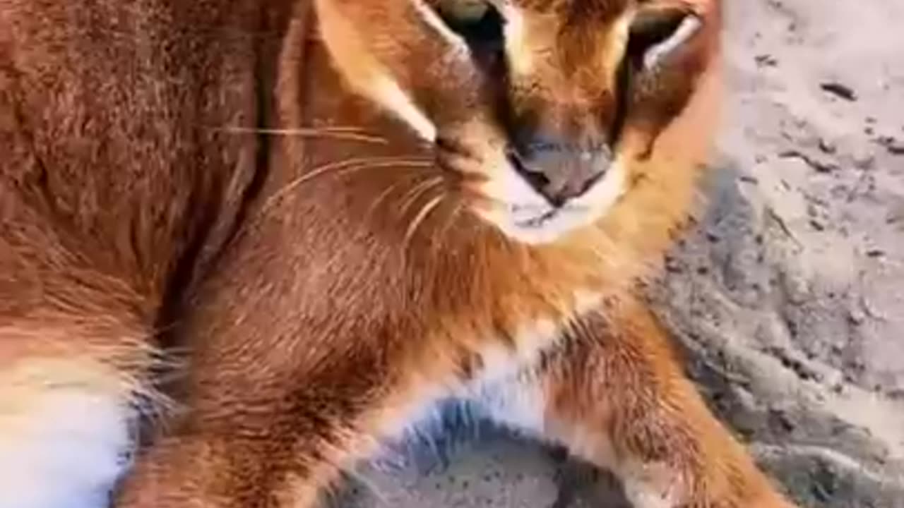 Wild Animal Nose Boops! AMAZING