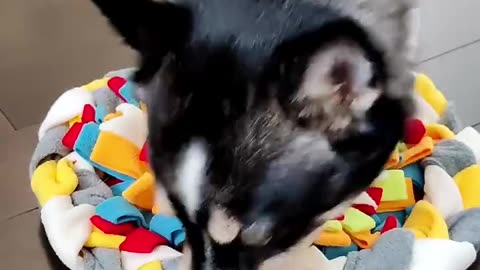 cute animals