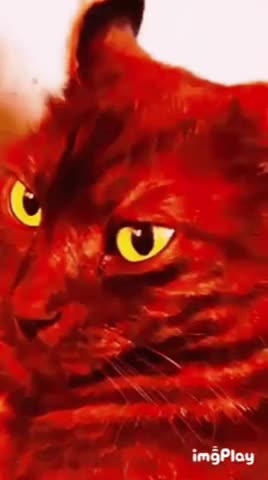 Cat Gif