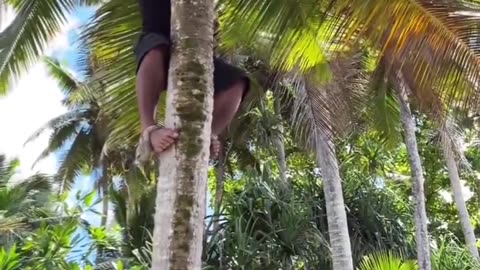 How to climb a coconut tree 🌴