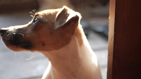 Adorable Dogs
