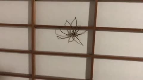 Japanese huntsman spider