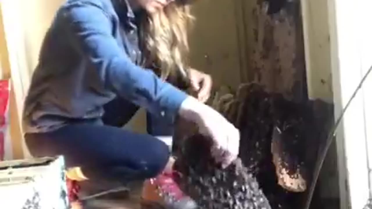She saved a whole colony of bees. What a legend.