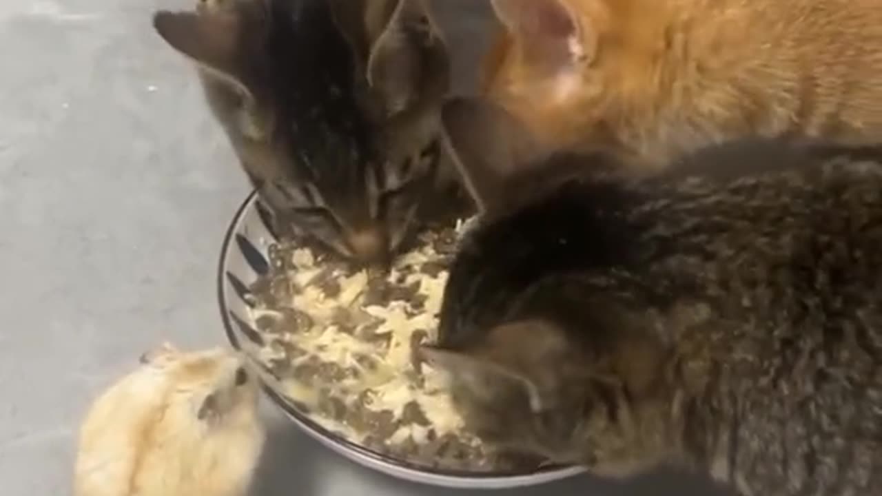 The hamster eat with cats