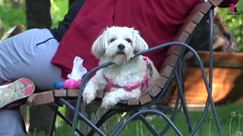 10 sounds dogs love to hear the most