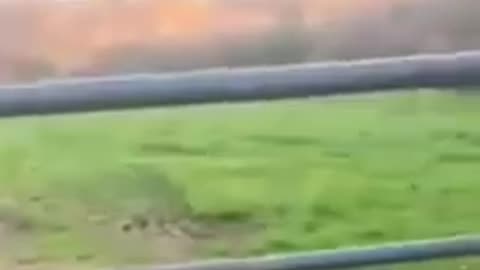 FunnyAnimals