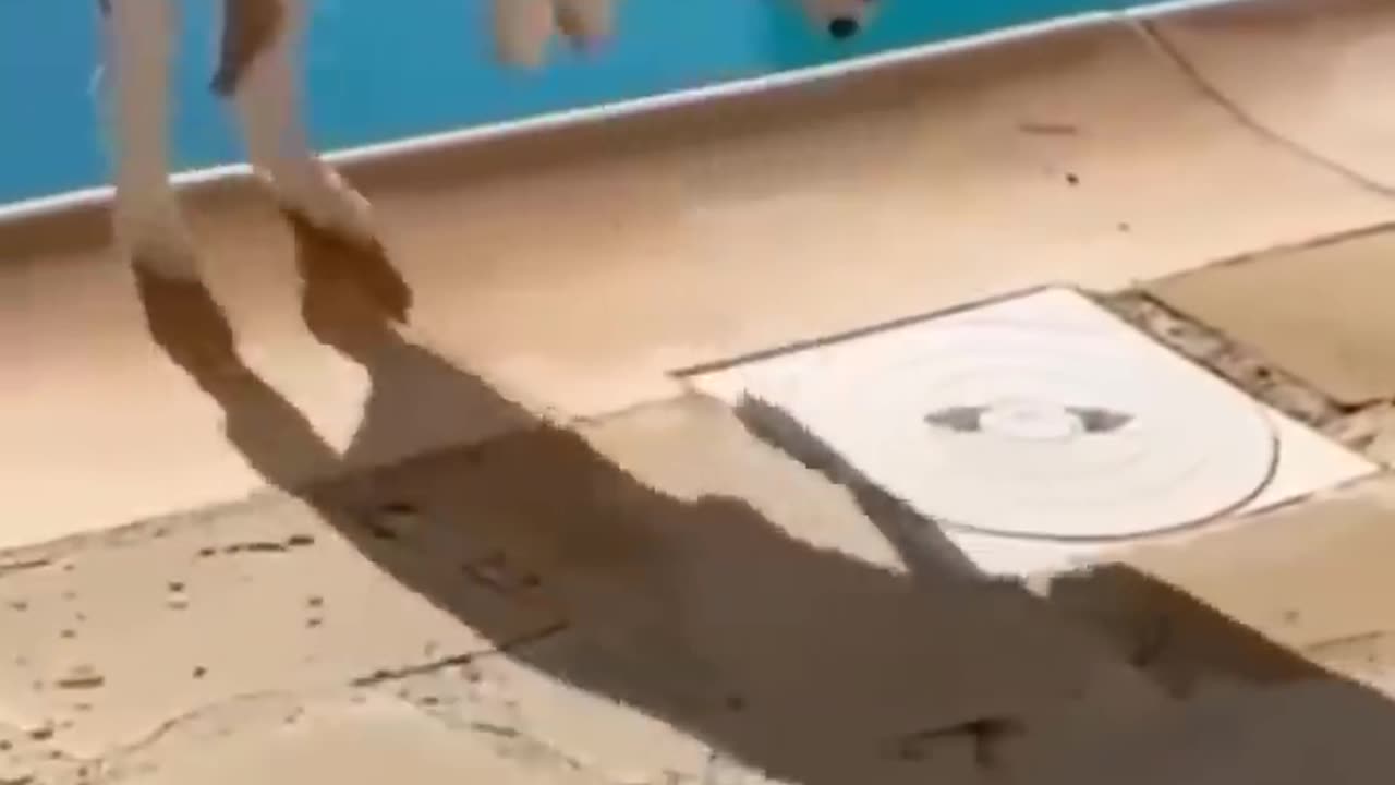 it's very funny animals!πΉπΆπ» part 3