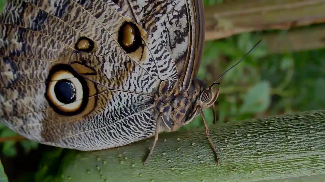 Beautiful Rainforest Butterflies