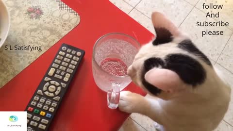 A kitty drinks soda