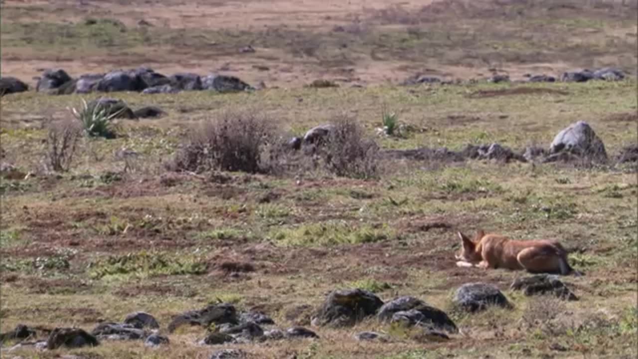 Life - Stalking Ethiopian Wolf