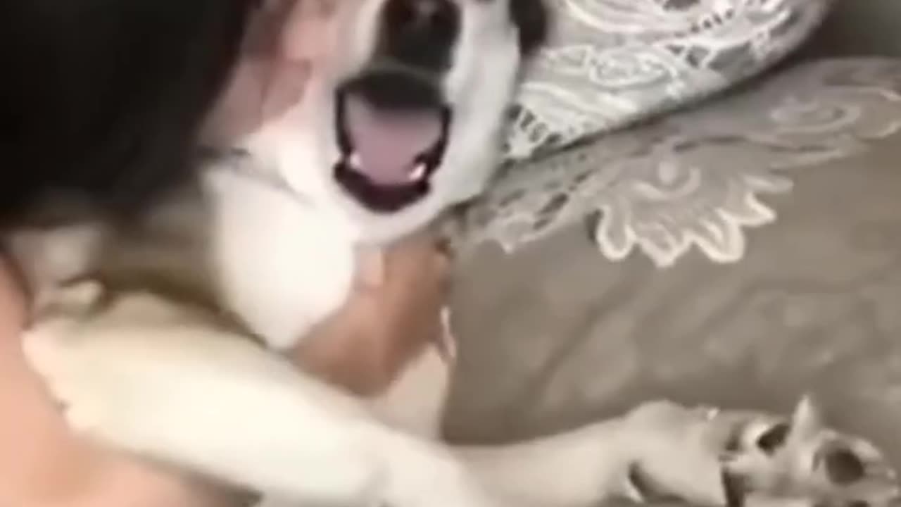 try not to laugh with pets