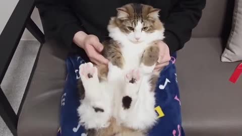 The cat realizes that it is being hugged