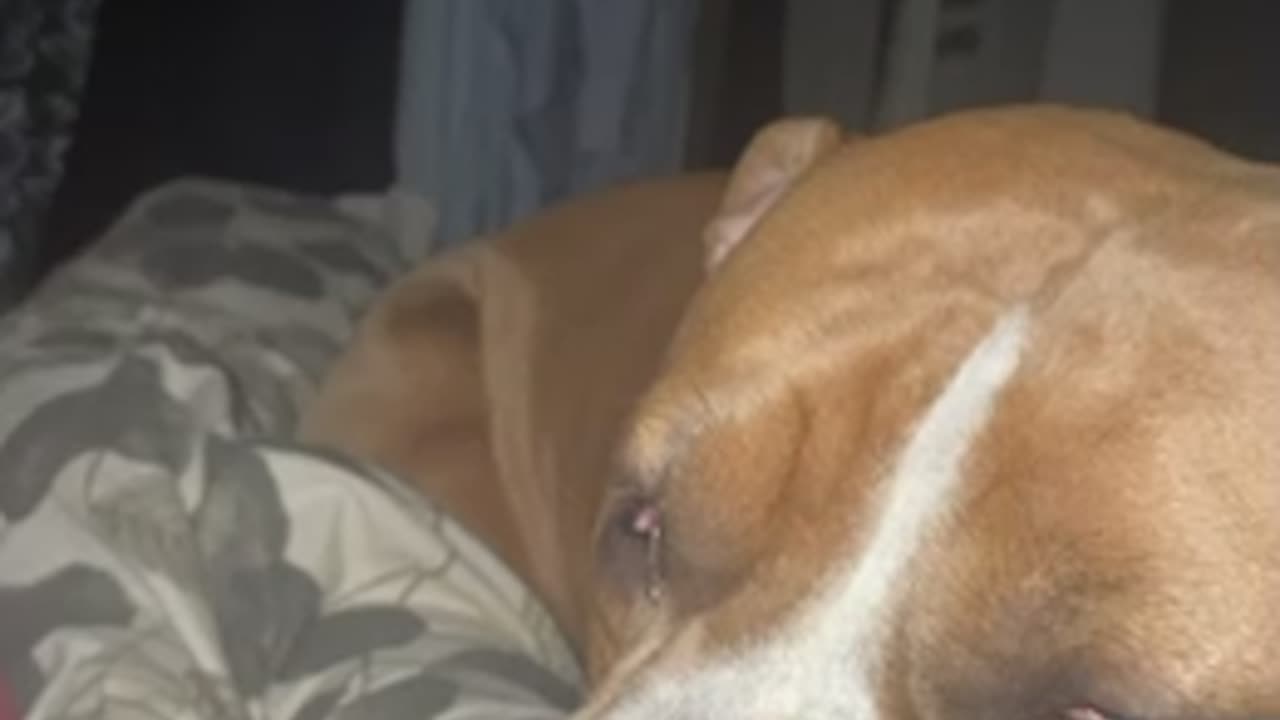 American Bully has a Nightmare