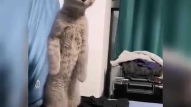 Funny cats can be described as playful