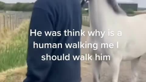 He thinking why is a human walking me I should walk him