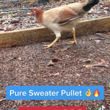 Pure dink fair sweater pullets