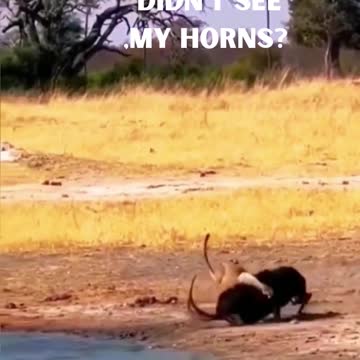 You Thought You Had Me - Funny Animal Escape Try Not To Laugh