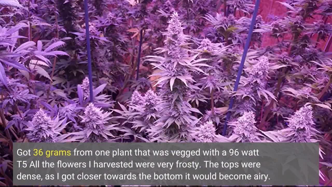 VIPARSPECTRA 1200W LED #GrowLight with Veg and-Overview