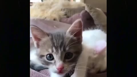 best funny healing very cute cats