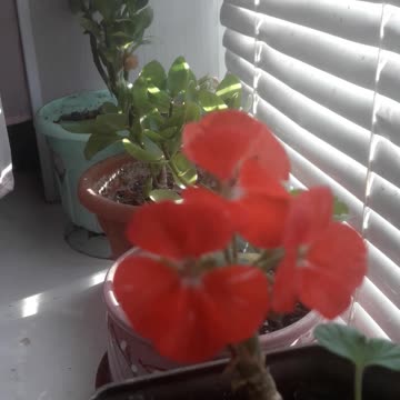 Geranium in the room