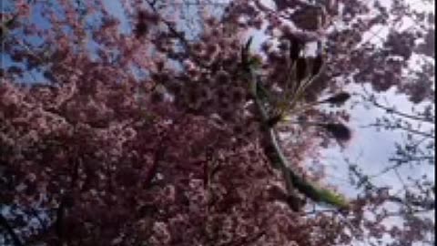 Vangelis- Antarctica