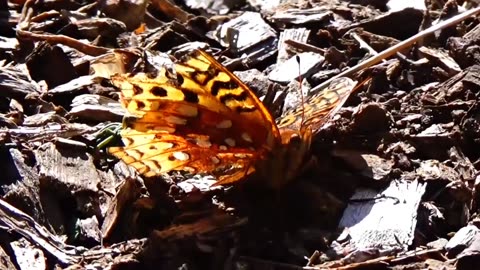 Fritillary Butterfly